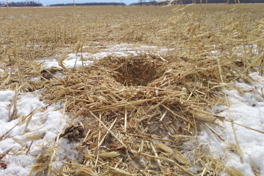 Ever wondered how a bear makes a den in a cornfield? Warren reader